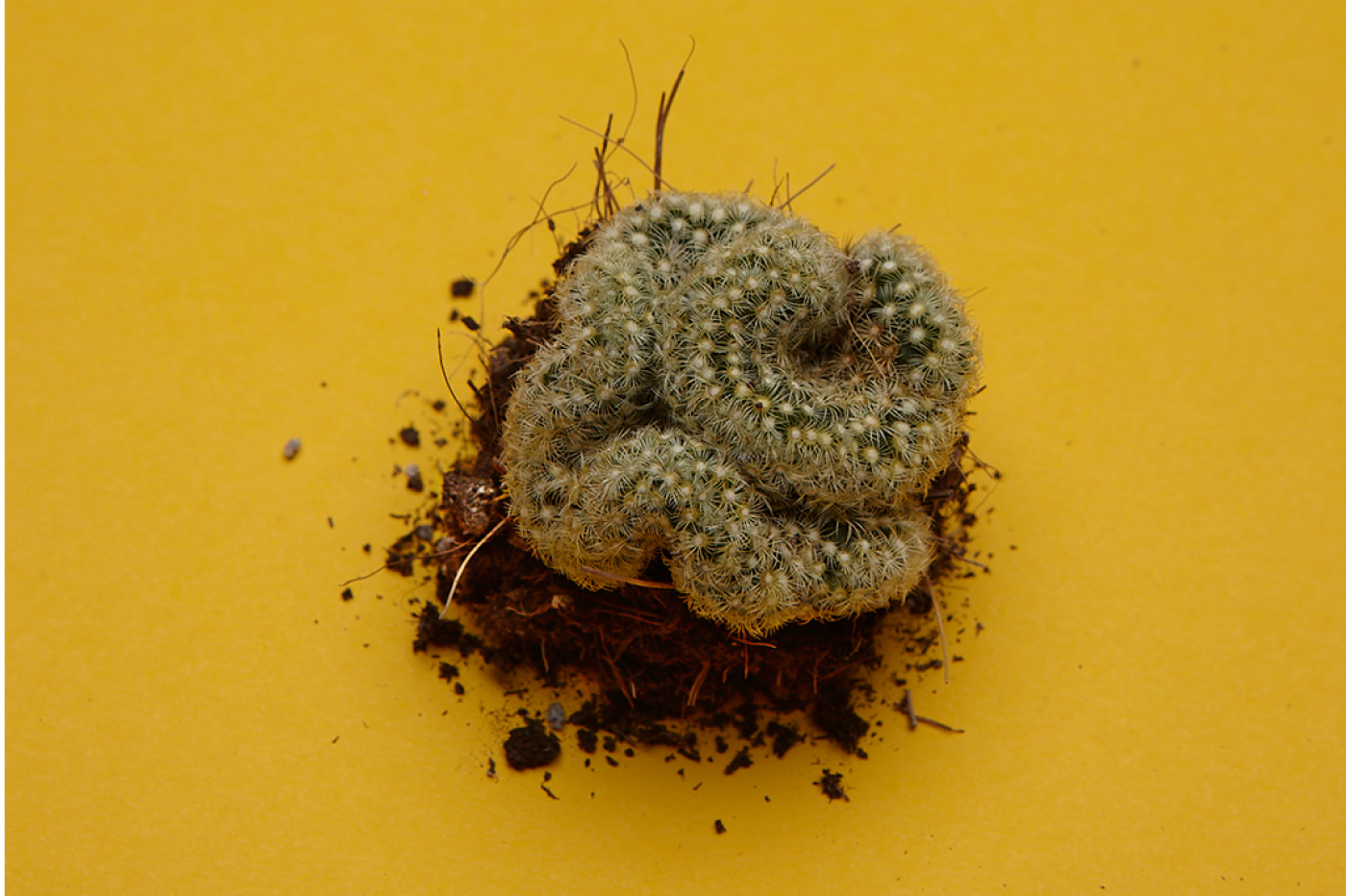Mammillaria elongata cristata - FYTA Magazine