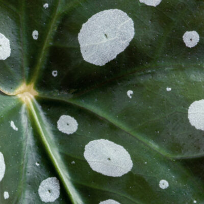 nahaufnahme-blatt-begonia-maculata-wightii