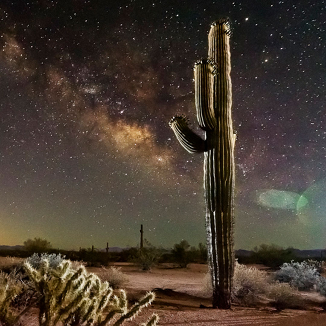 kaktus-in-natur-nachts