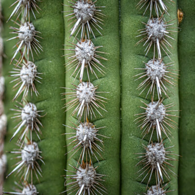nahaufnahme-kaktus-rillen
