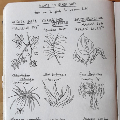 notizbuch-pflanzen-illustrationen