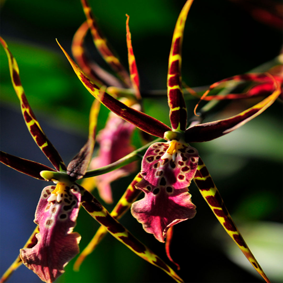 nahaufnahme-orchidee-brassia-bluete