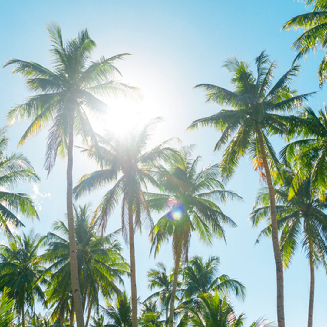 palmen-im-sonnenlicht-blauer-himmel