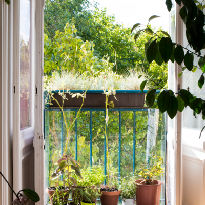 krittika-arvind-balcony-plants