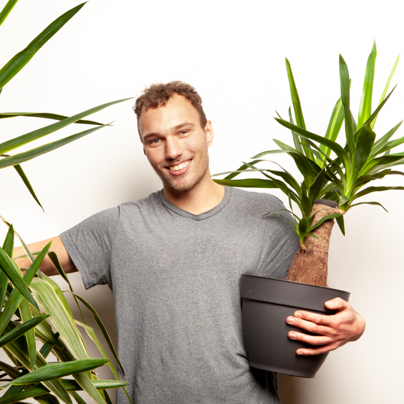 yucca-gigantea-plant