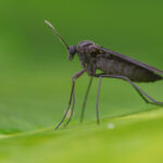 Fungus gnats