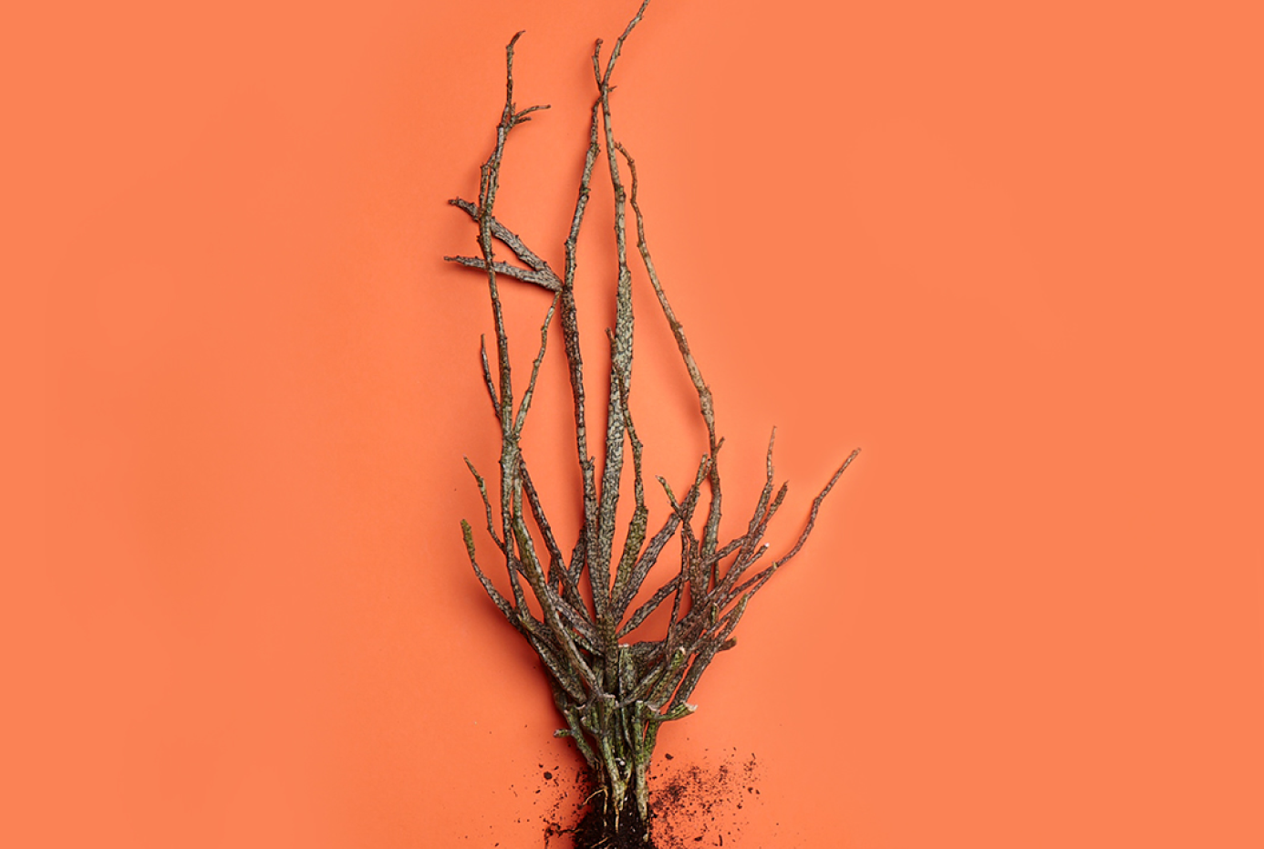 euphorbia-platyclada​-dead-stick-plant-wurzeln