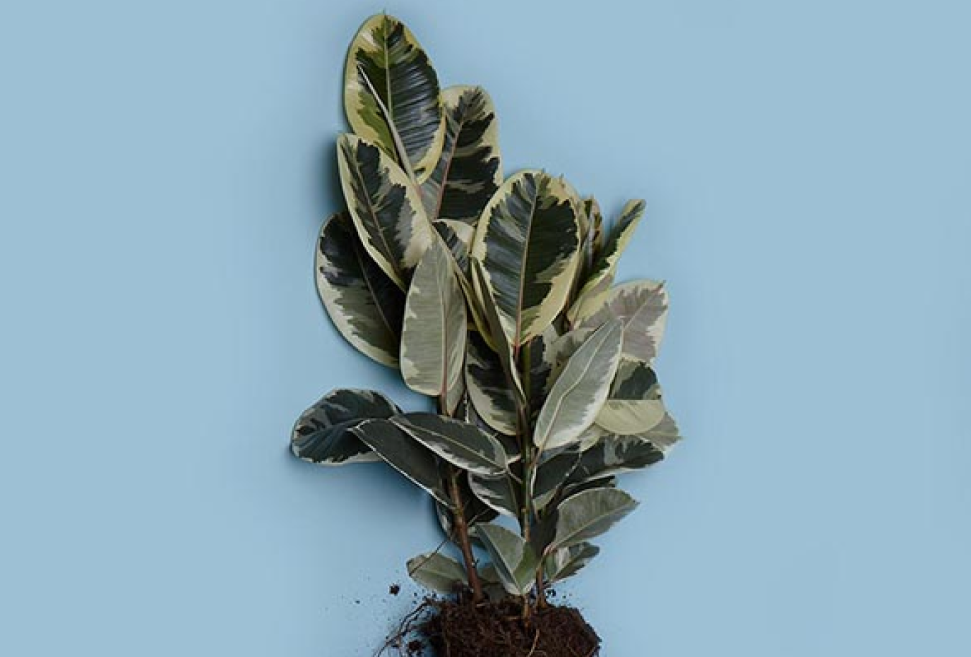 ficus-elastica-gummibaum-wurzeln