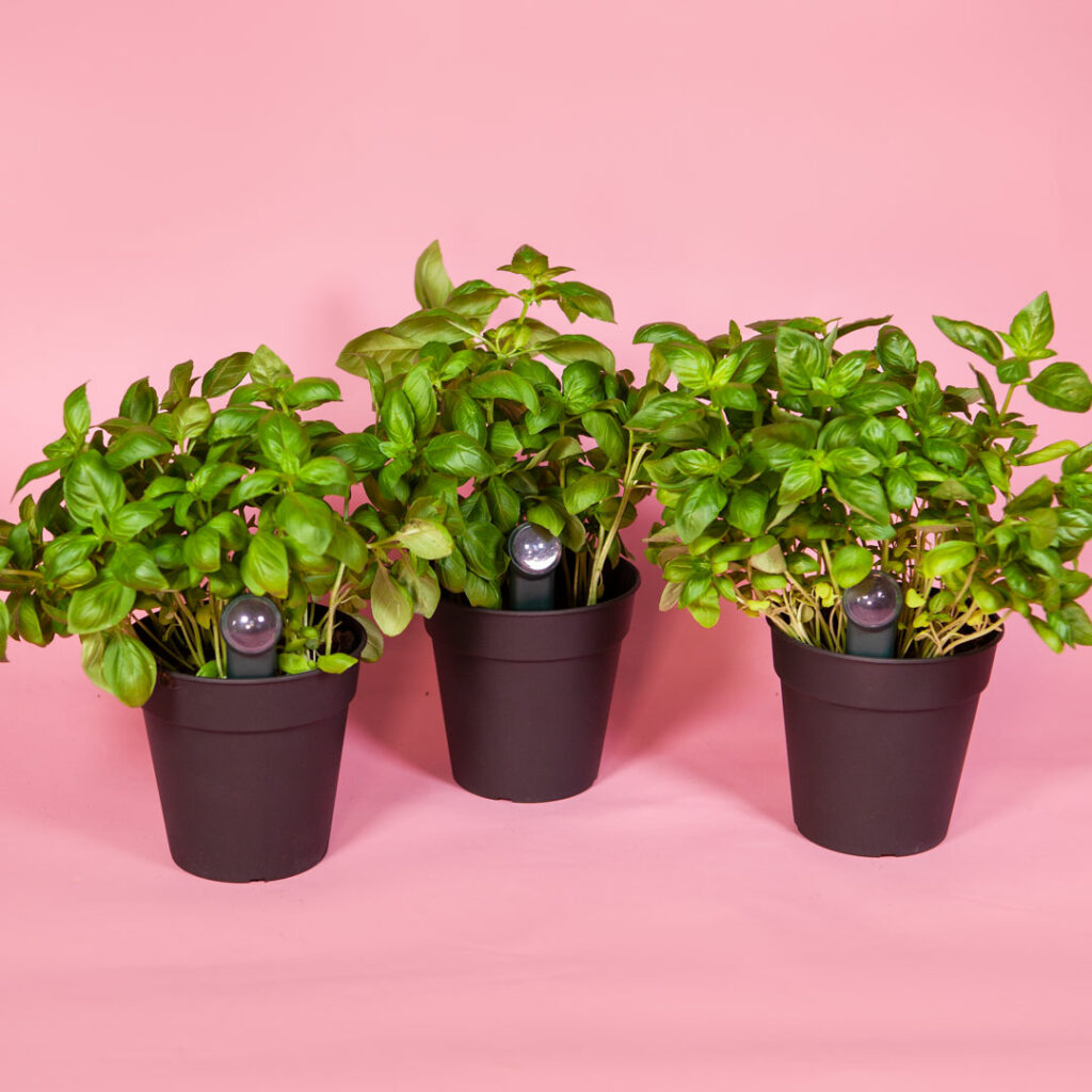 How to Keep supermarket basil alive FYTA Magazine