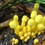 mold3