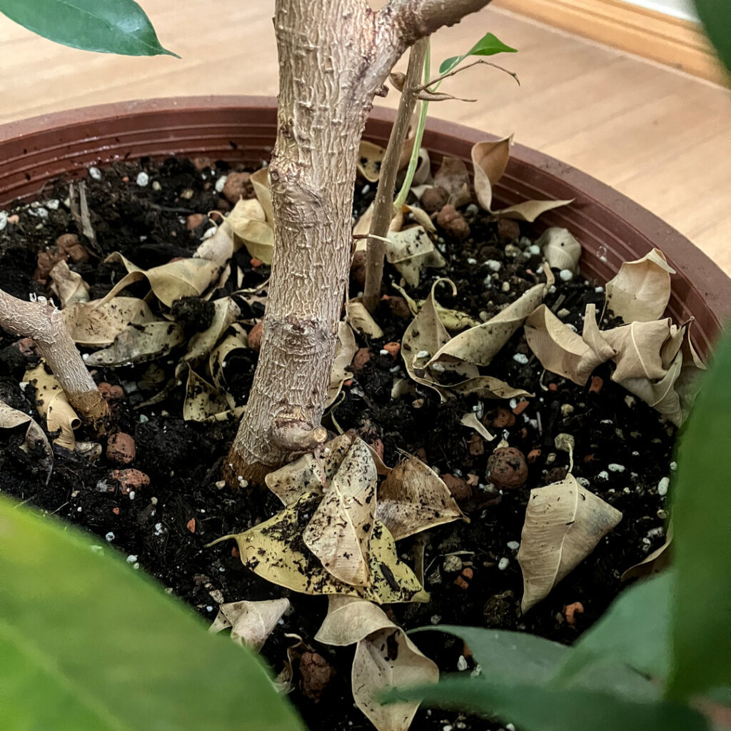 Plötzlicher Blattfall bei Ficus benjamina wegen Lichtmangel
