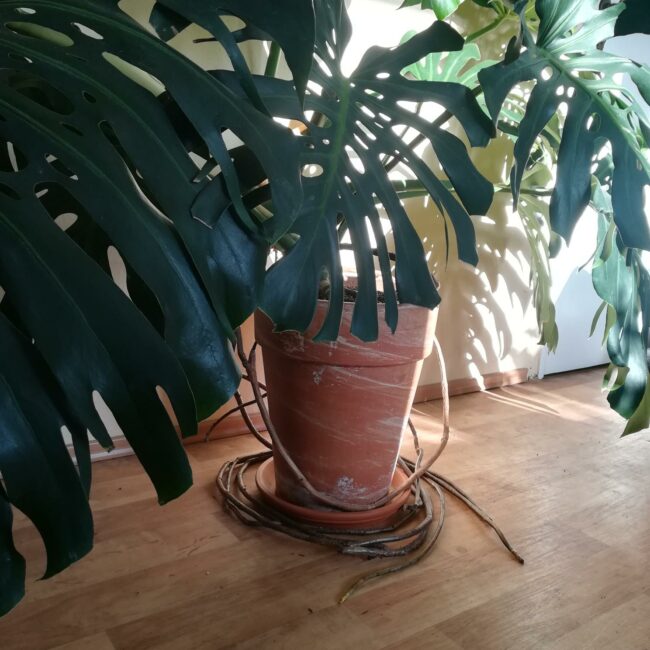 Aerial roots were placed around the pot as a snail