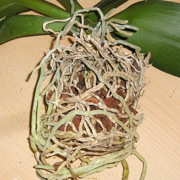 Orchid with dry roots