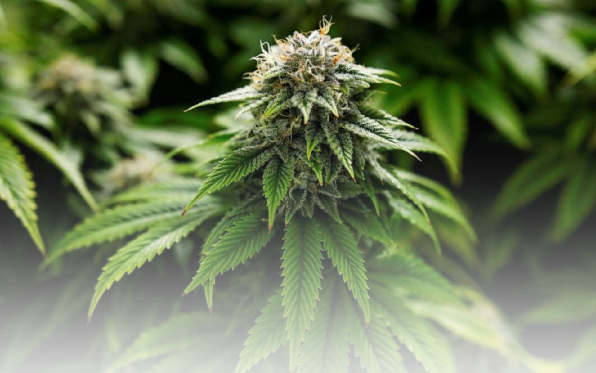 WEED