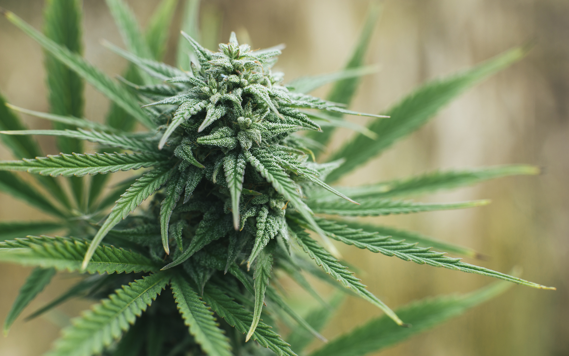 Growing cannabis putdoor