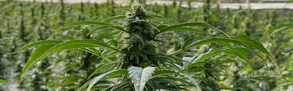Cannabis breites Bild
