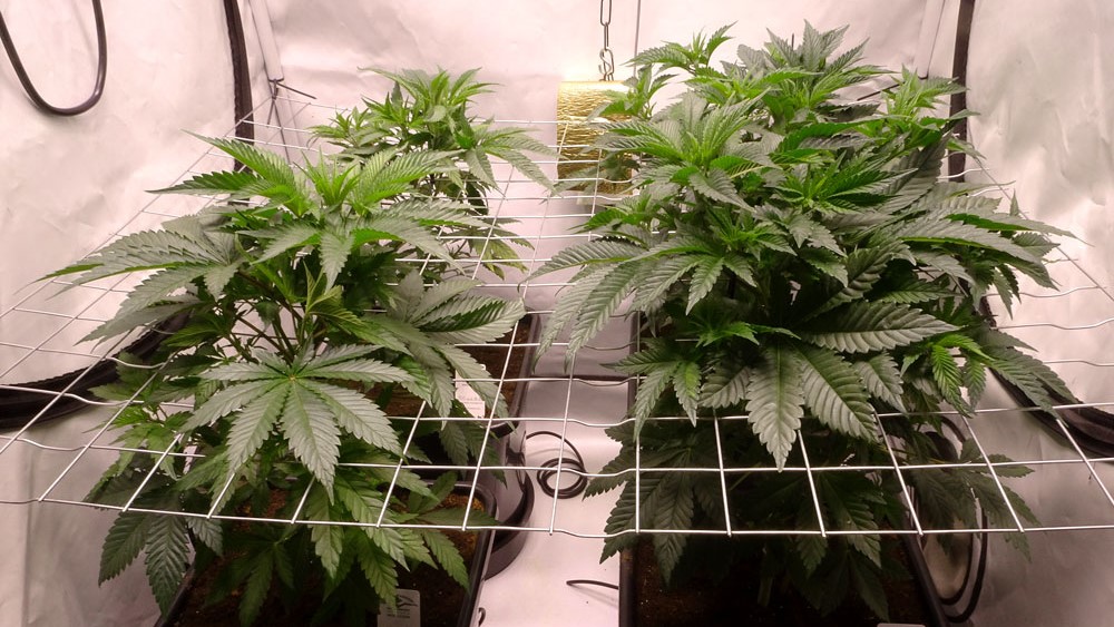 Indoor Anbau cannabis