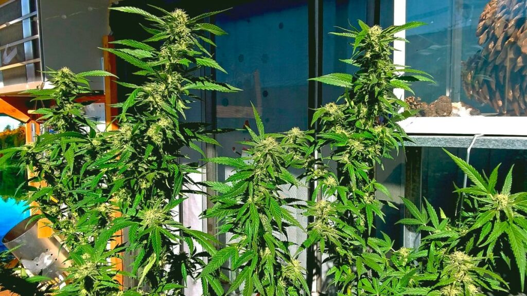 outdoor anbau cannabis