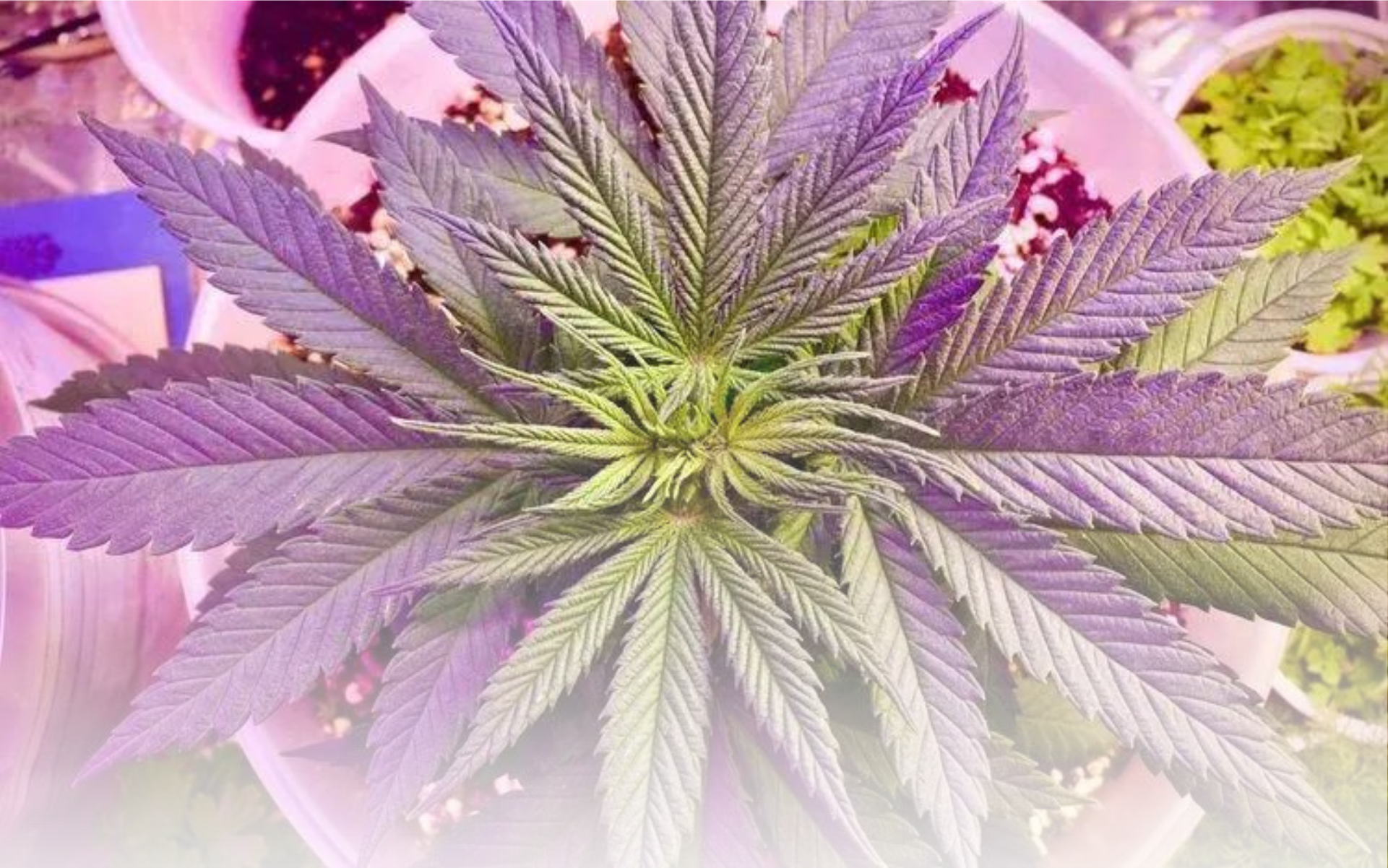 Cannabis Artikel Headerbilder