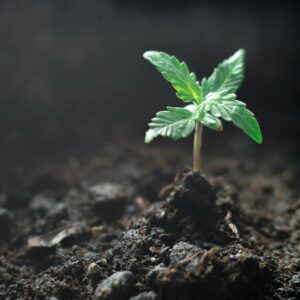 seedling