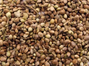 seeds-1024x768-1.jpg