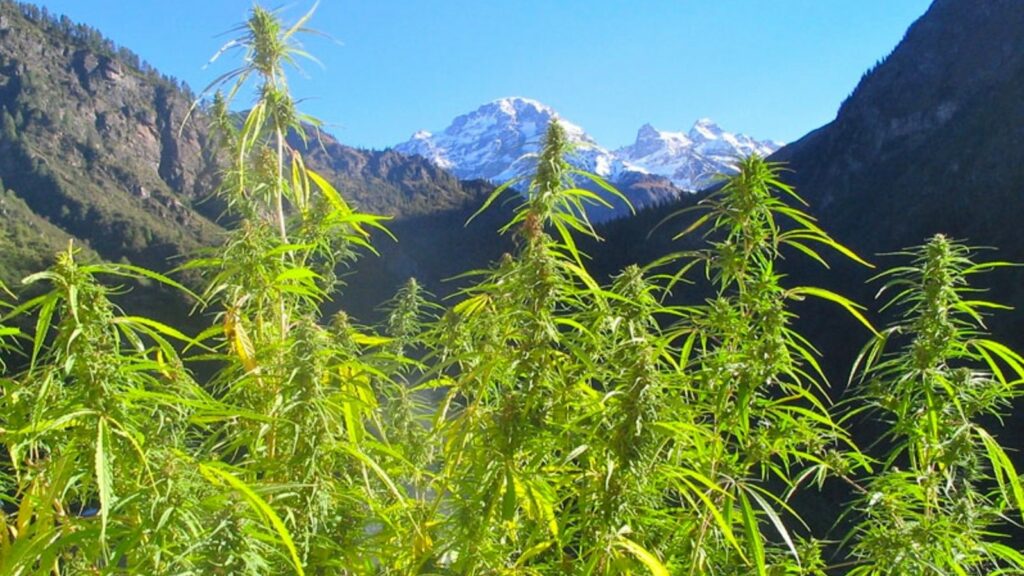 weed-mountain