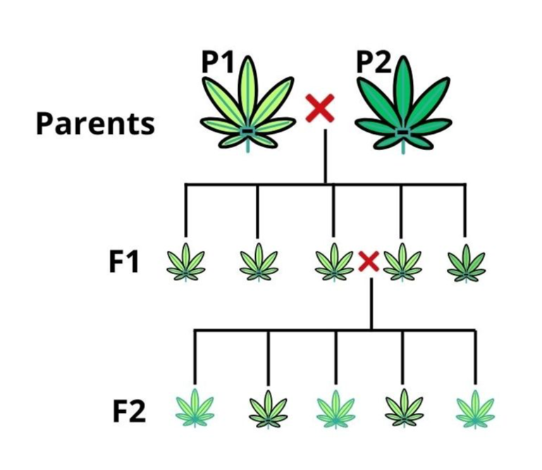 Parents.jpg