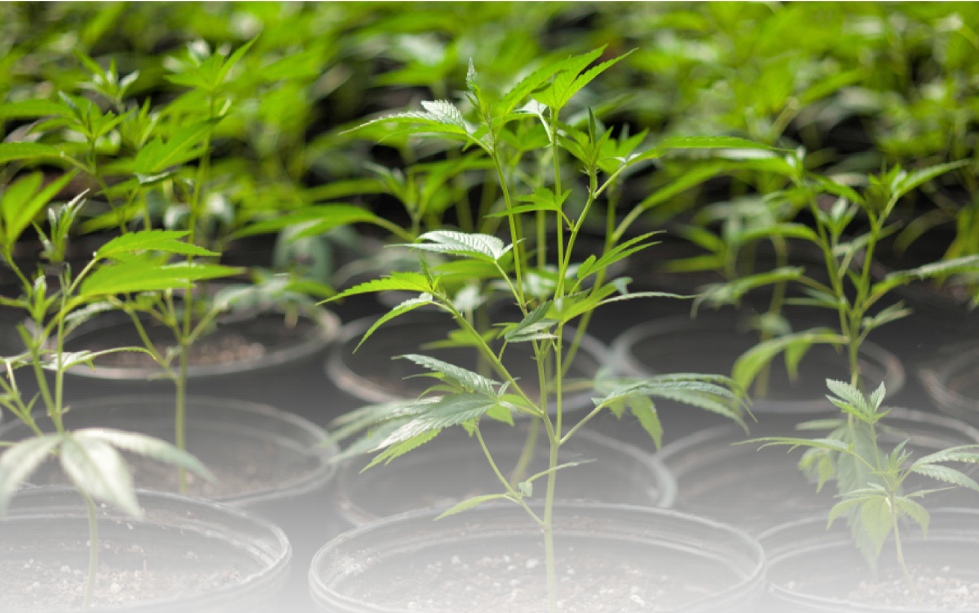 Cannabis Artikel Headerbilder(5)