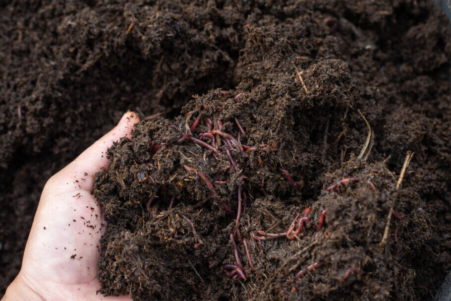 living-soil1
