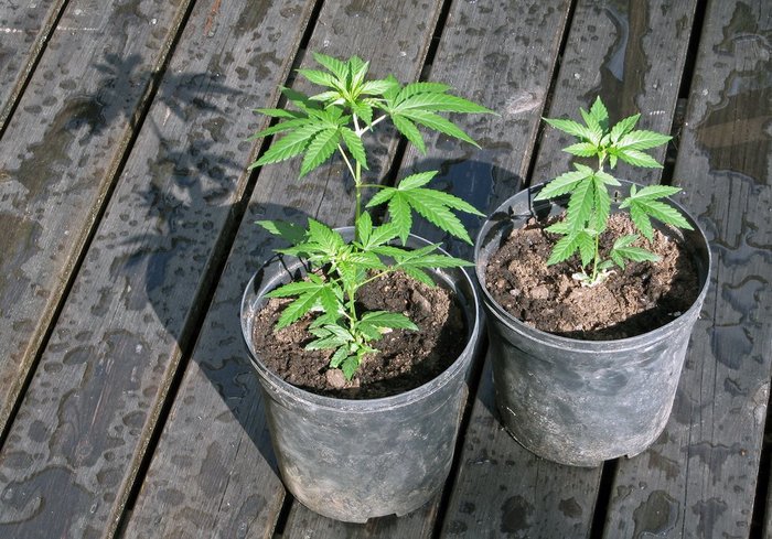 2-homegrown-cannabis-plants-700px