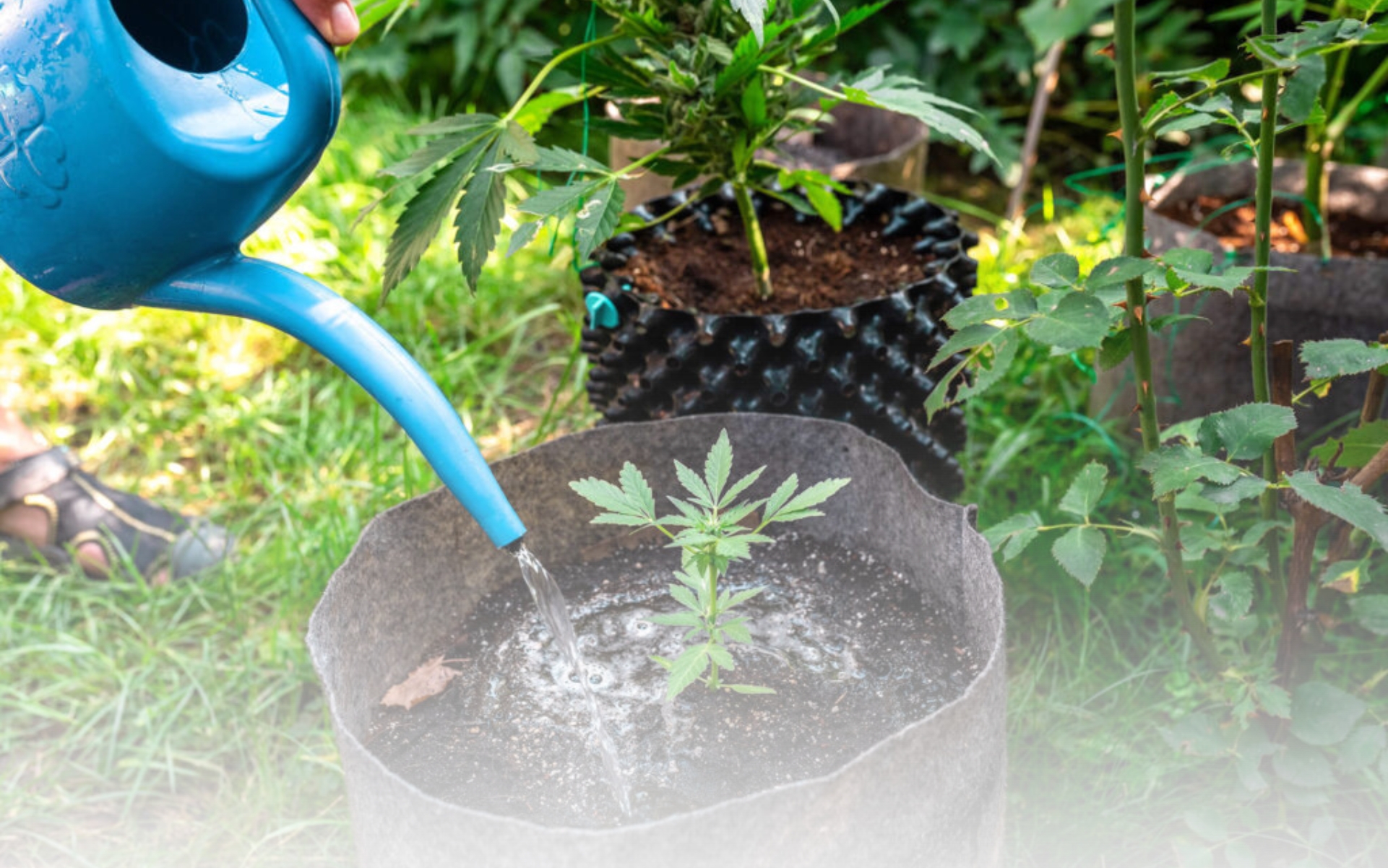 Cannabis Artikel Headerbilder(3)