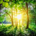 Light-plants