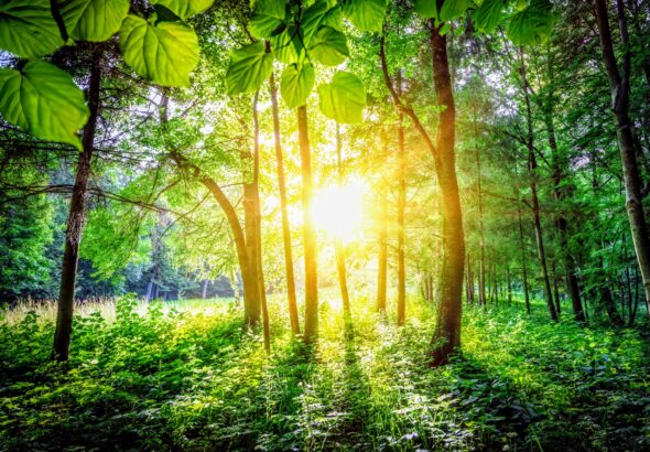 Light-plants