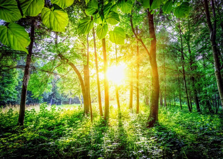 Light-plants