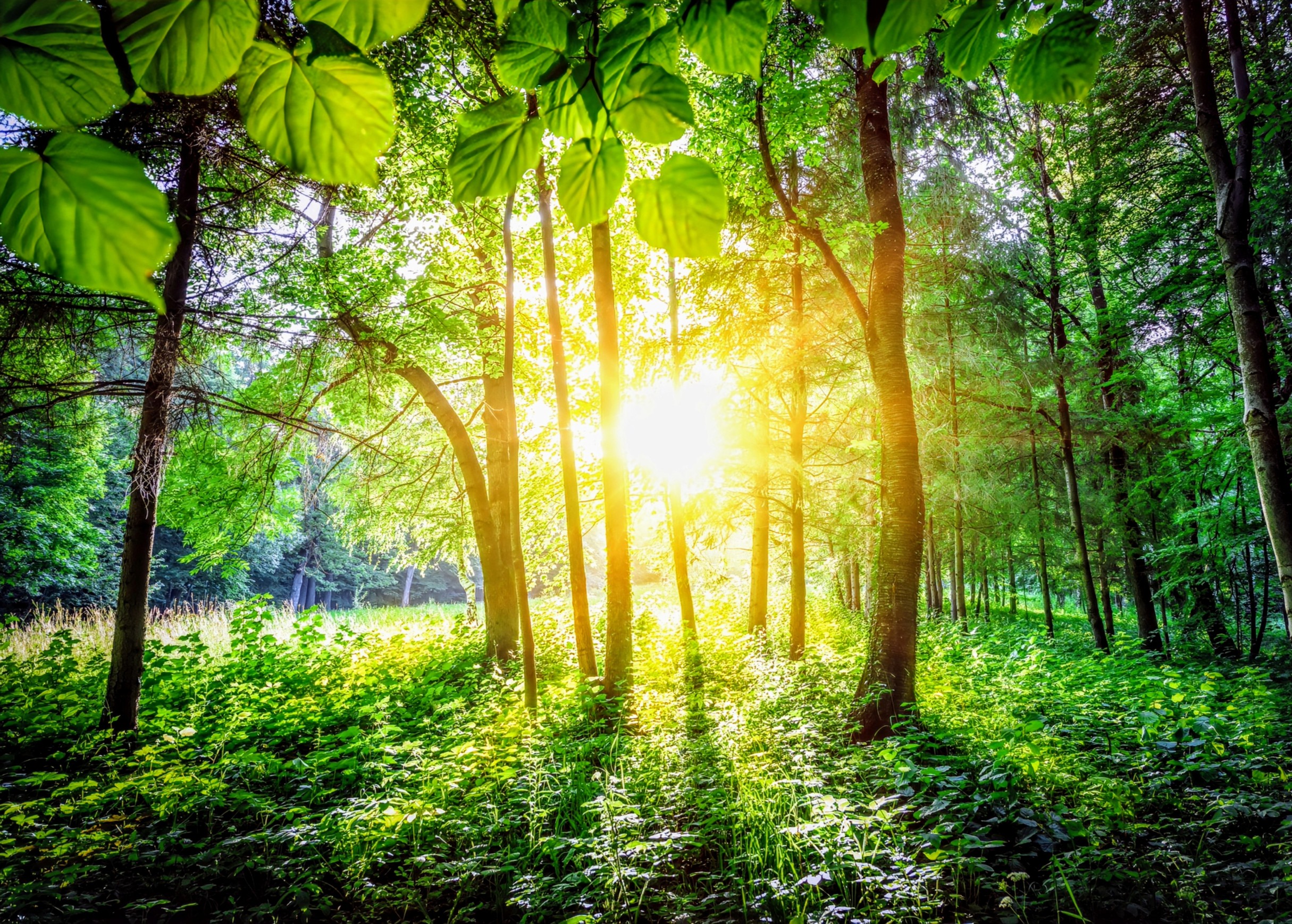 Light-plants
