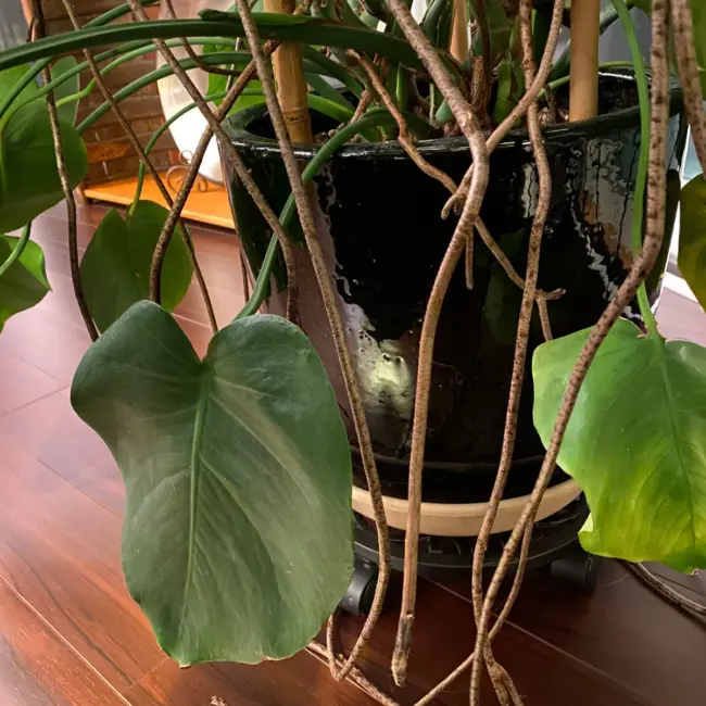 monstera-4.jpg