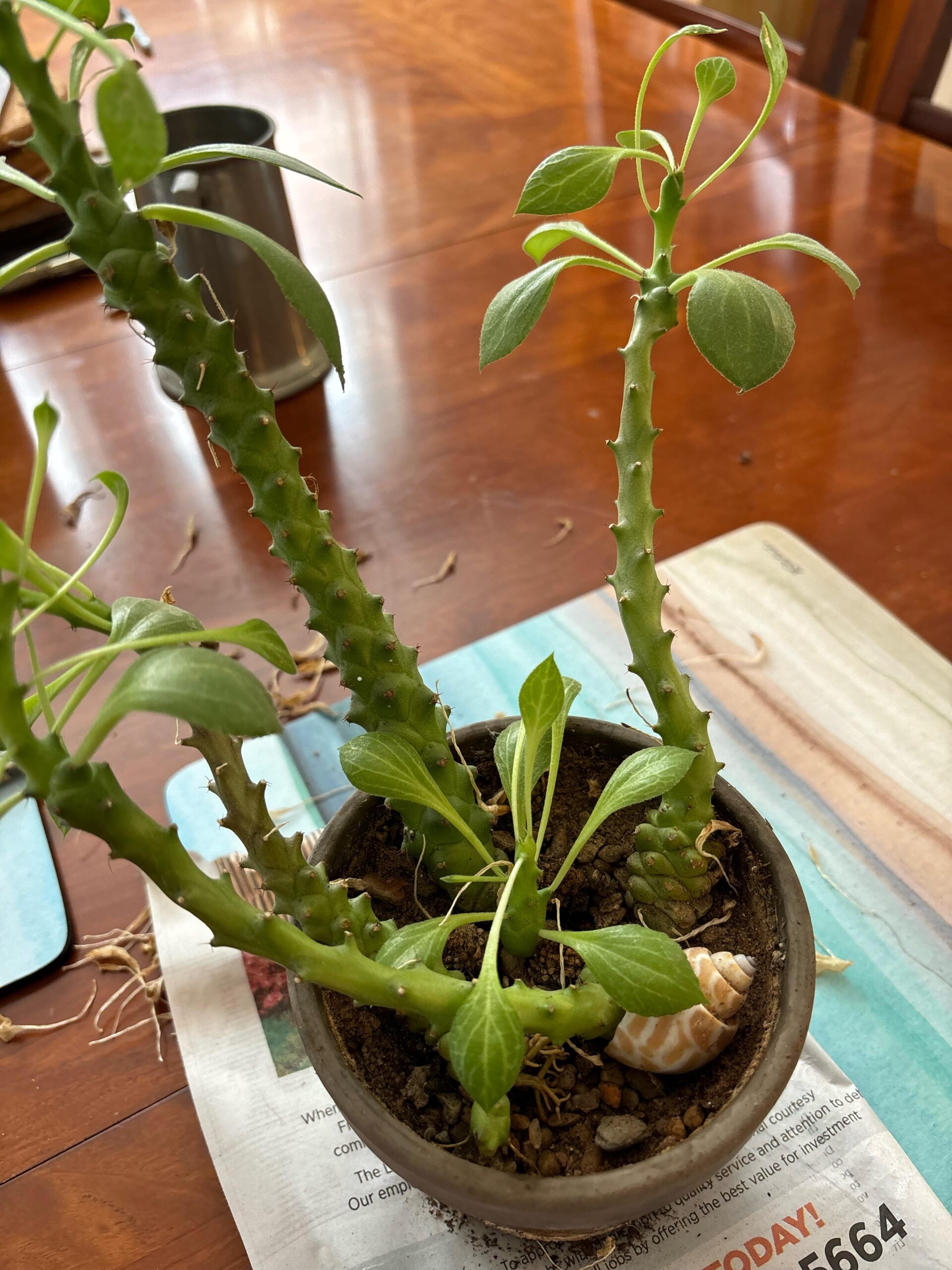is-this-etiolation-how-can-i-keep-this-plant-happy-v0-xed62xvge8md1 is-this-etiolation-how-can-i-keep-this-plant-happy-v0-xed62xvge8md1
