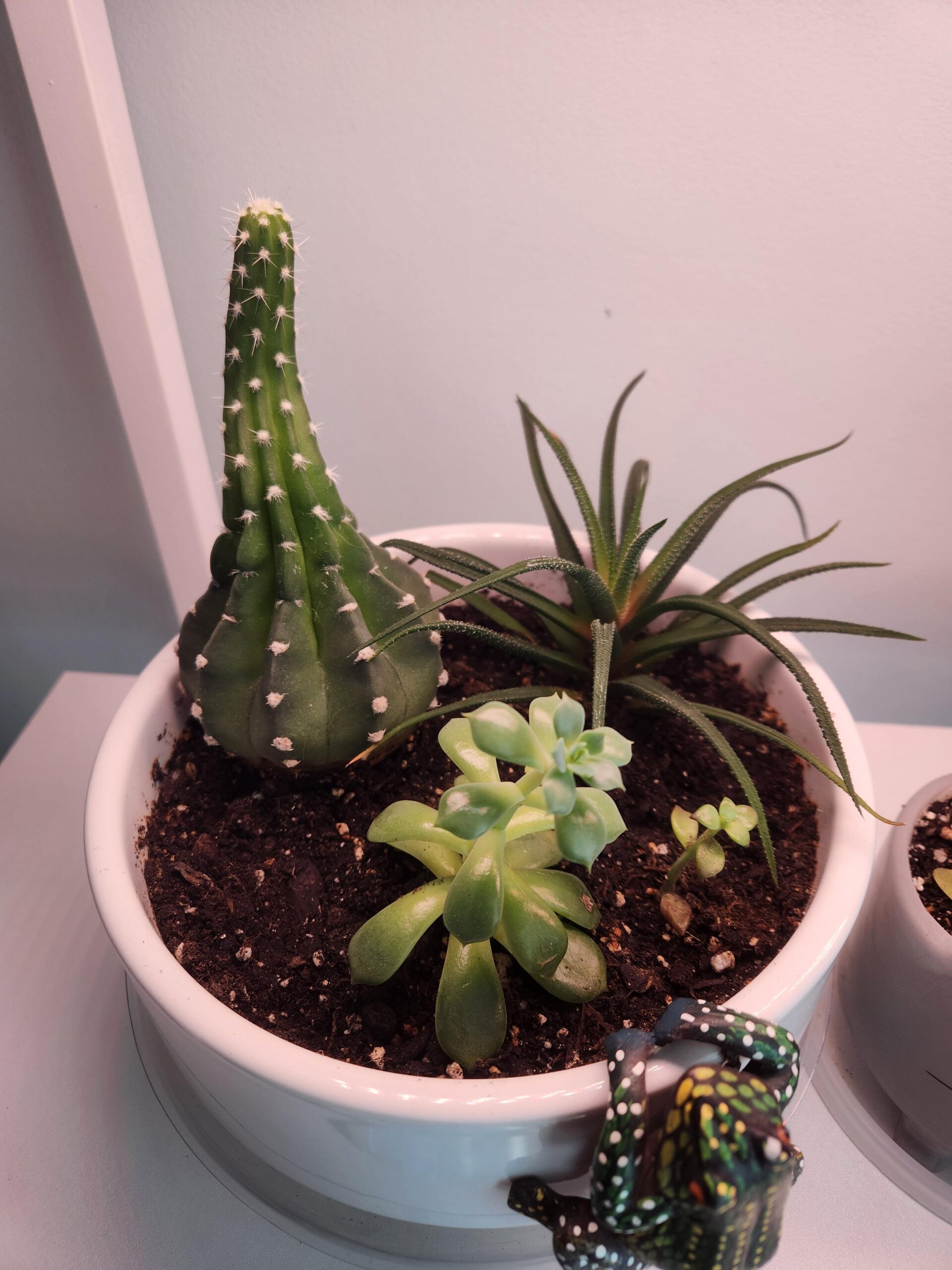 my-cactus-succulents-thrived-after-etiolation-removal-v0-411hzo0nn6he1 my-cactus-succulents-thrived-after-etiolation-removal-v0-411hzo0nn6he1
