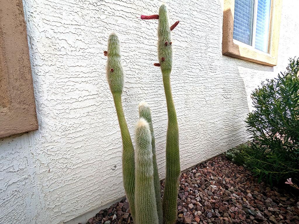 torch-cactus torch-cactus