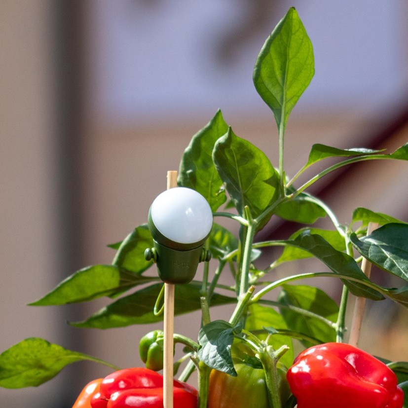 mini-sphere-pepper